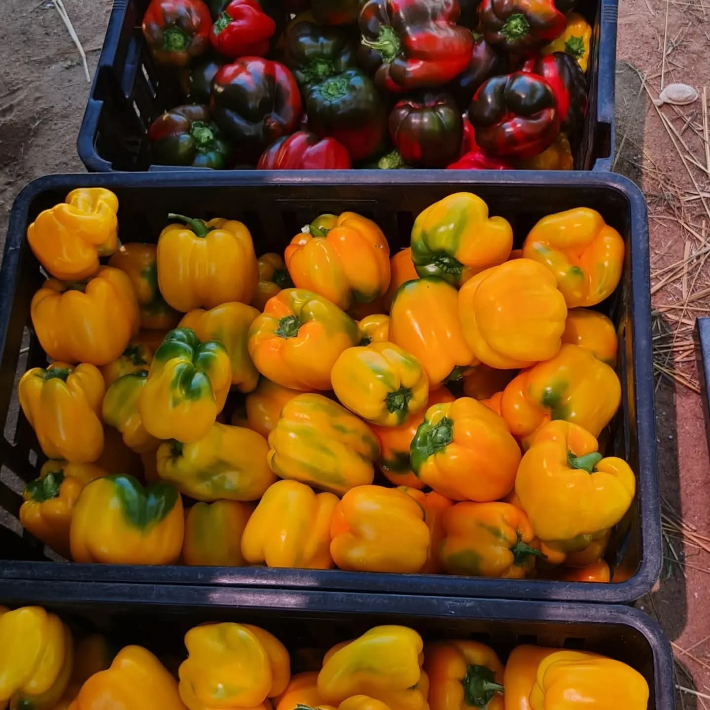 Fresh harvested bell peppers from Gorudo Investments