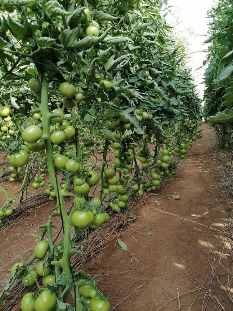 Tomatoes on vine — Gorudo farm