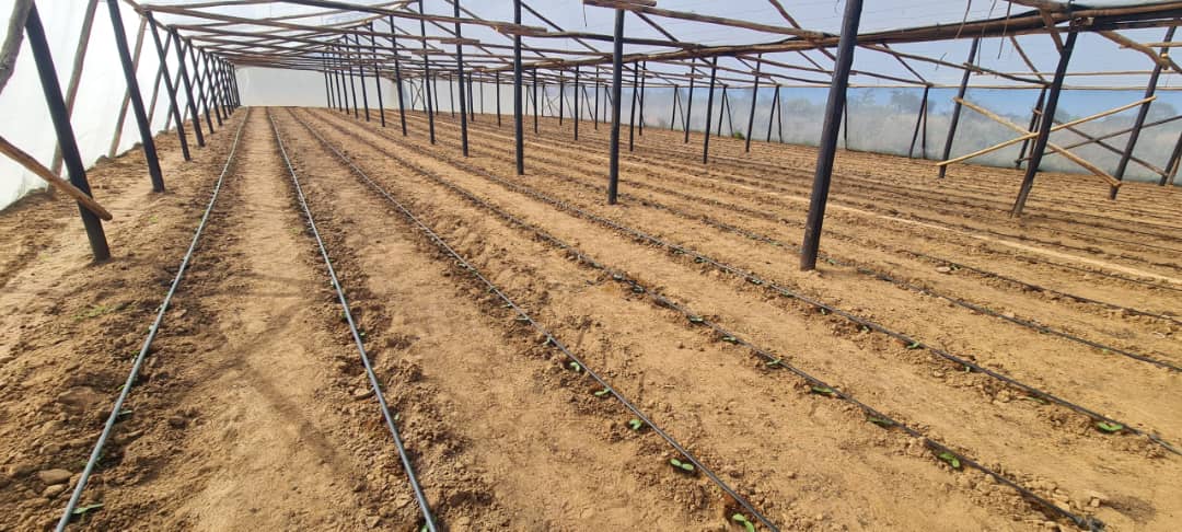 Gorudo greenhouse infrastructure with drip irrigation