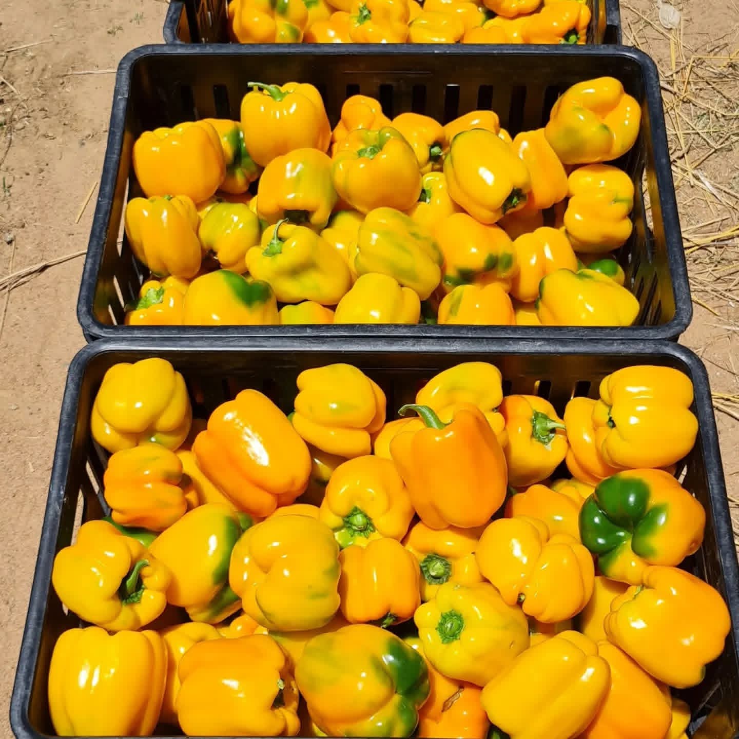 Premium yellow peppers harvest — Gorudo Investments quality