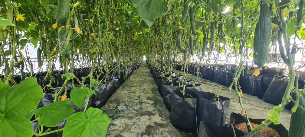 Gorudo Investments premium cucumber greenhouse